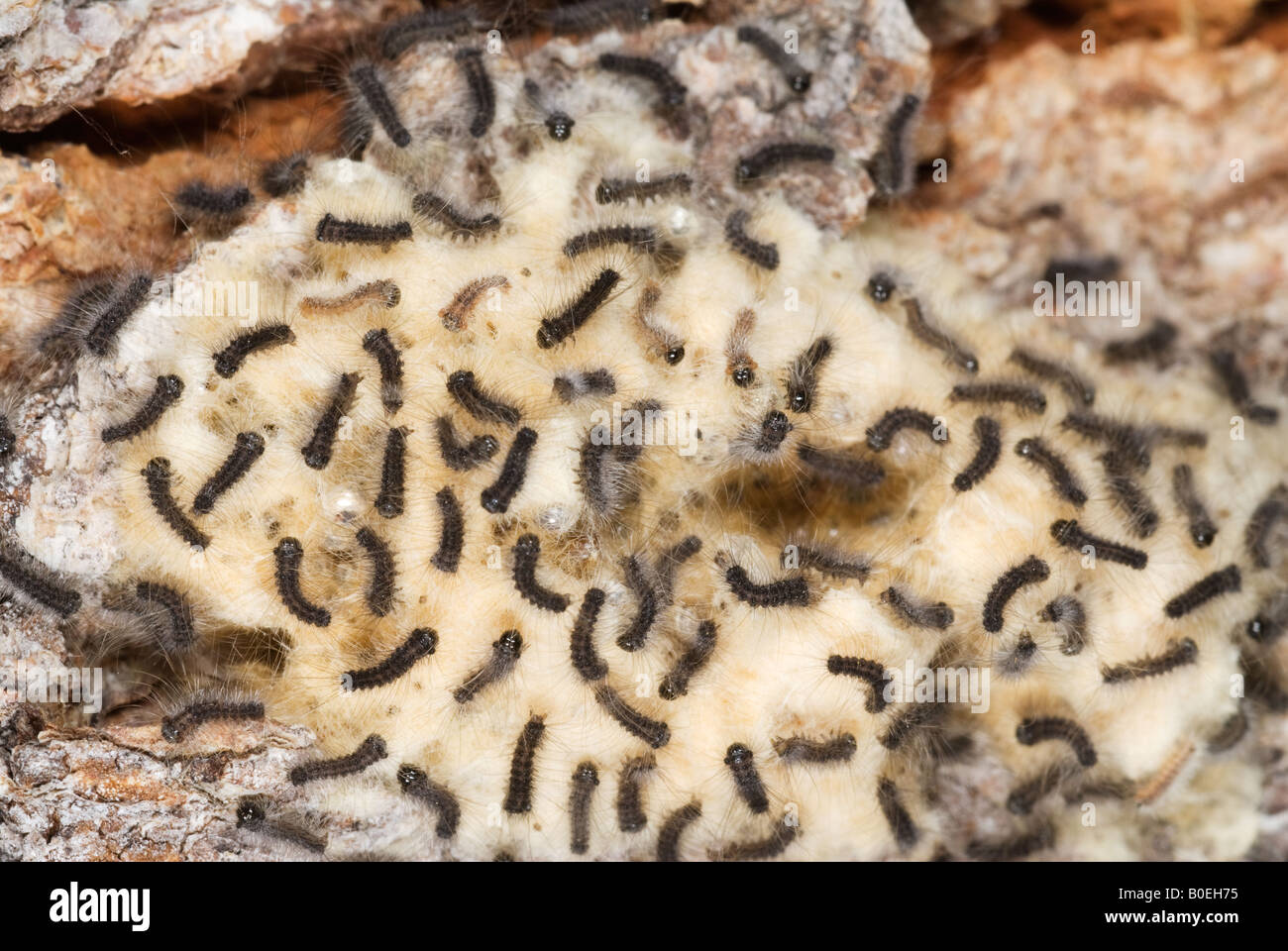 newly hatched gypsy moth caterpillars resting on their egg mass Stock