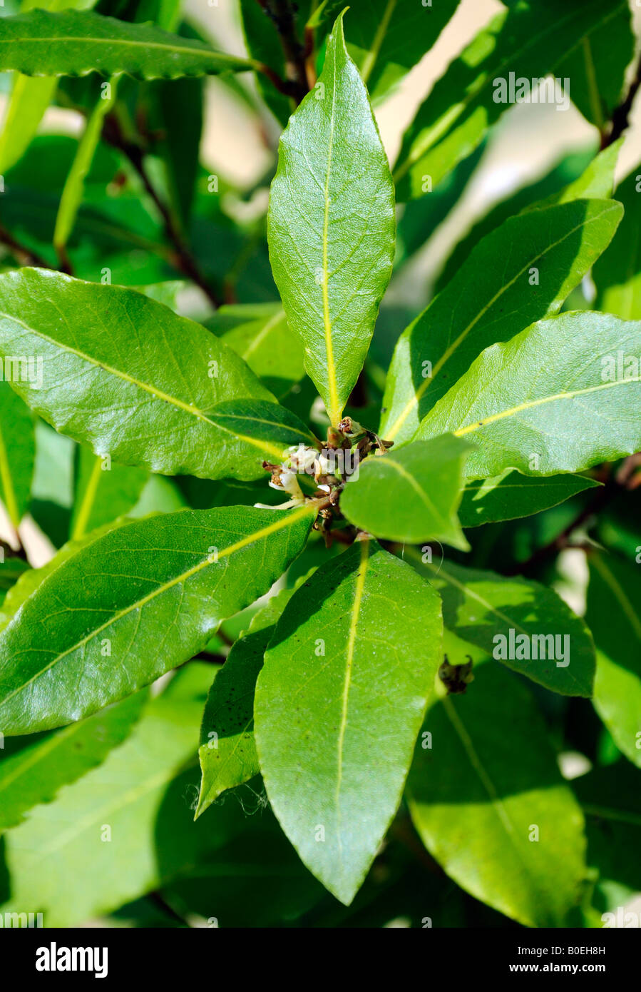 GROWING BAY LEAVES Stock Photo Alamy