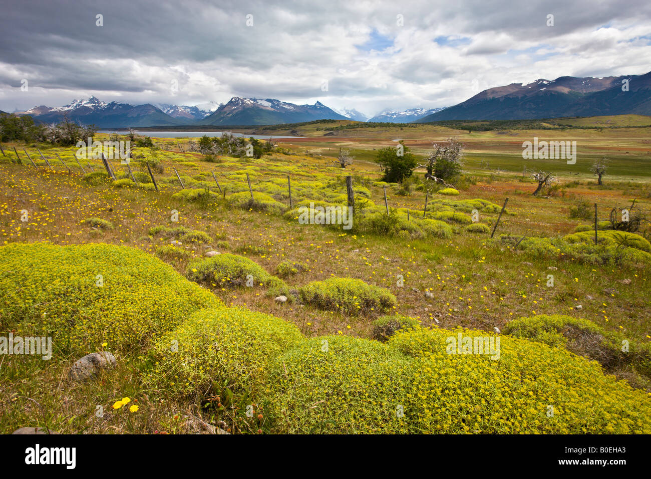 Blooming plants turn the Patagonian meadows yellow in summer El Calafate Argentina Stock Photo