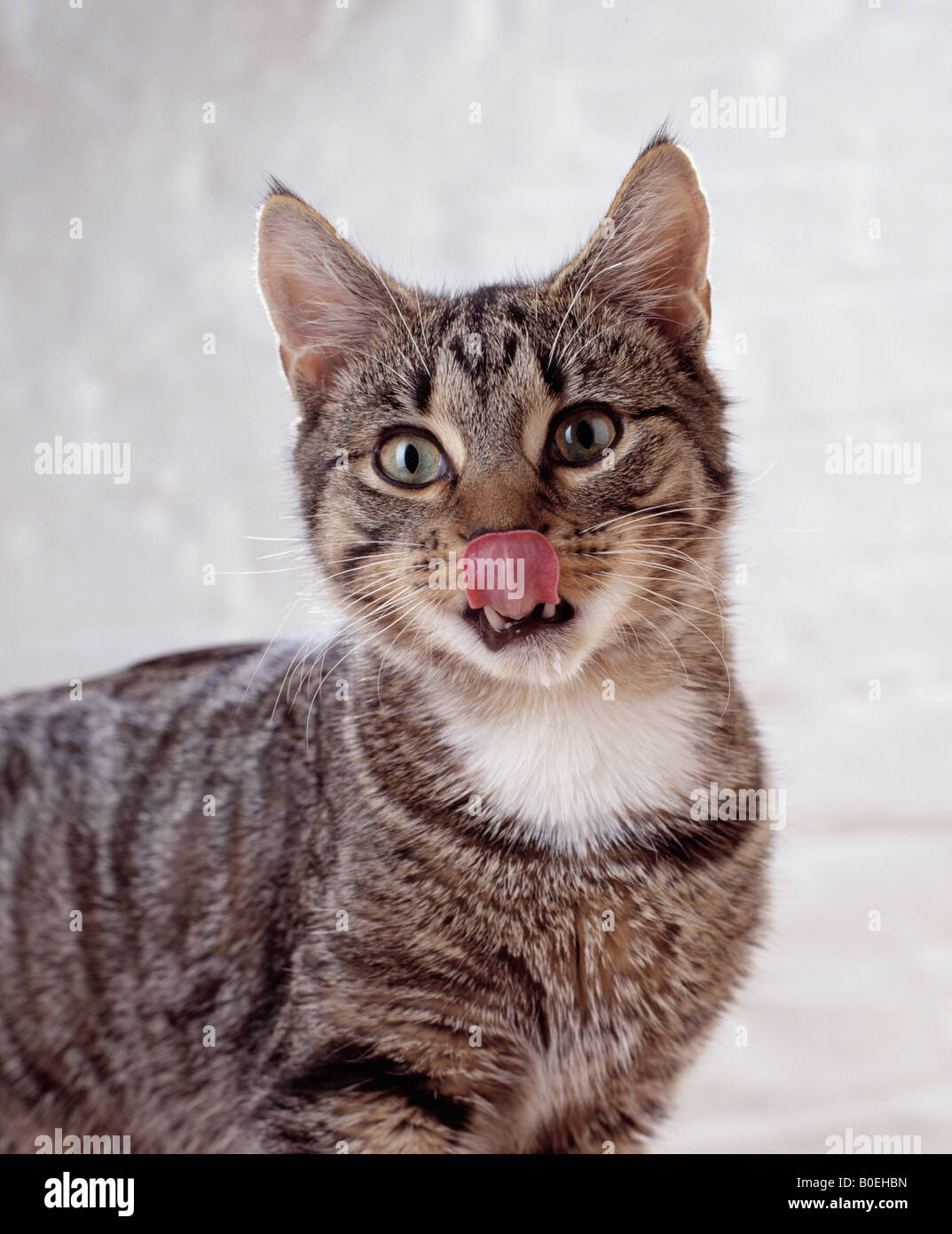 cat licking nose Stock Photo Alamy