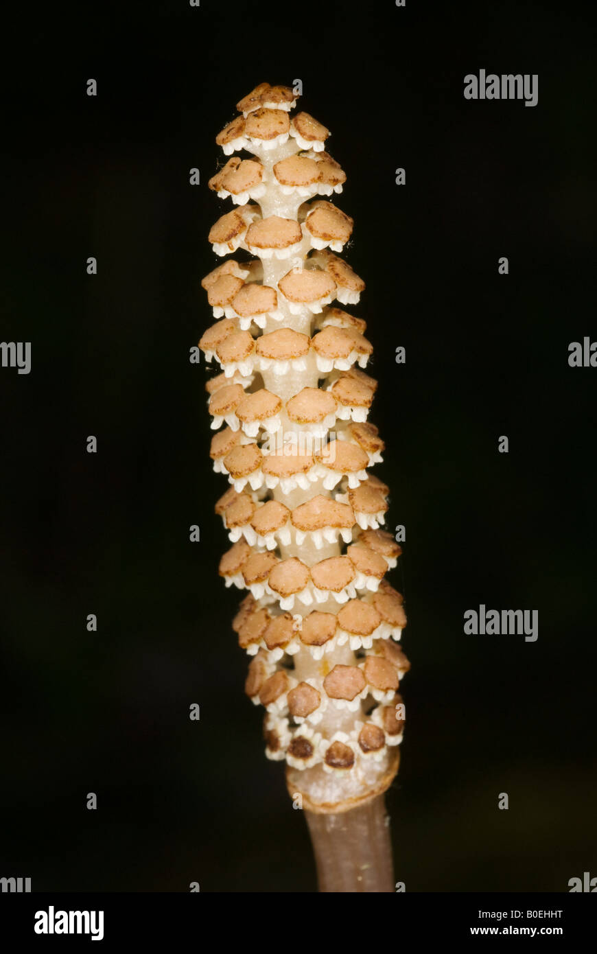Fertile stem of Equisetum commonly known as horsetails Stock Photo