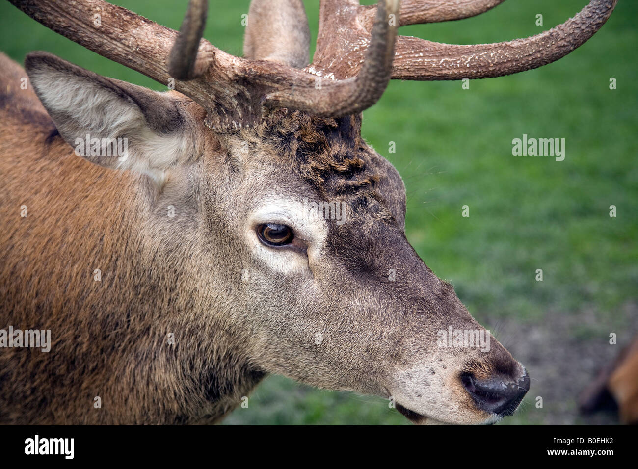 Male Red Deer Stock Photo - Alamy