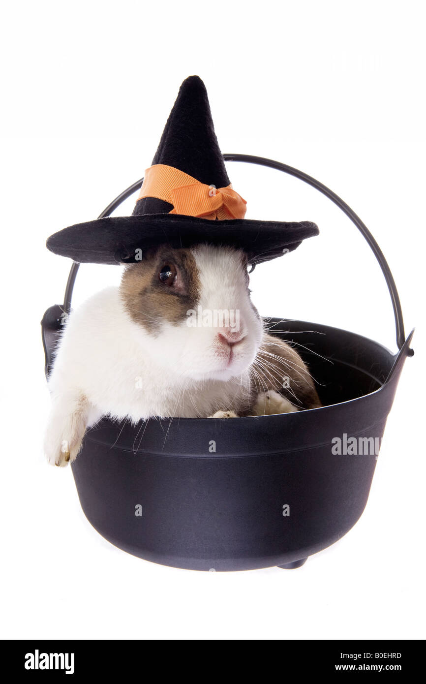 Halloween Dutch rabbit in witches pot wearing witch hat isolated on ...