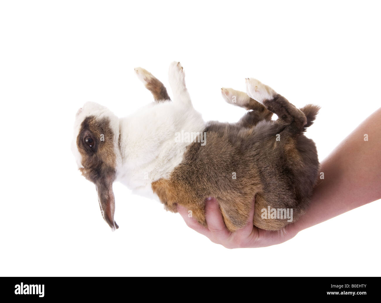 Dutch rabbit held in hand upside down on back isolated on white