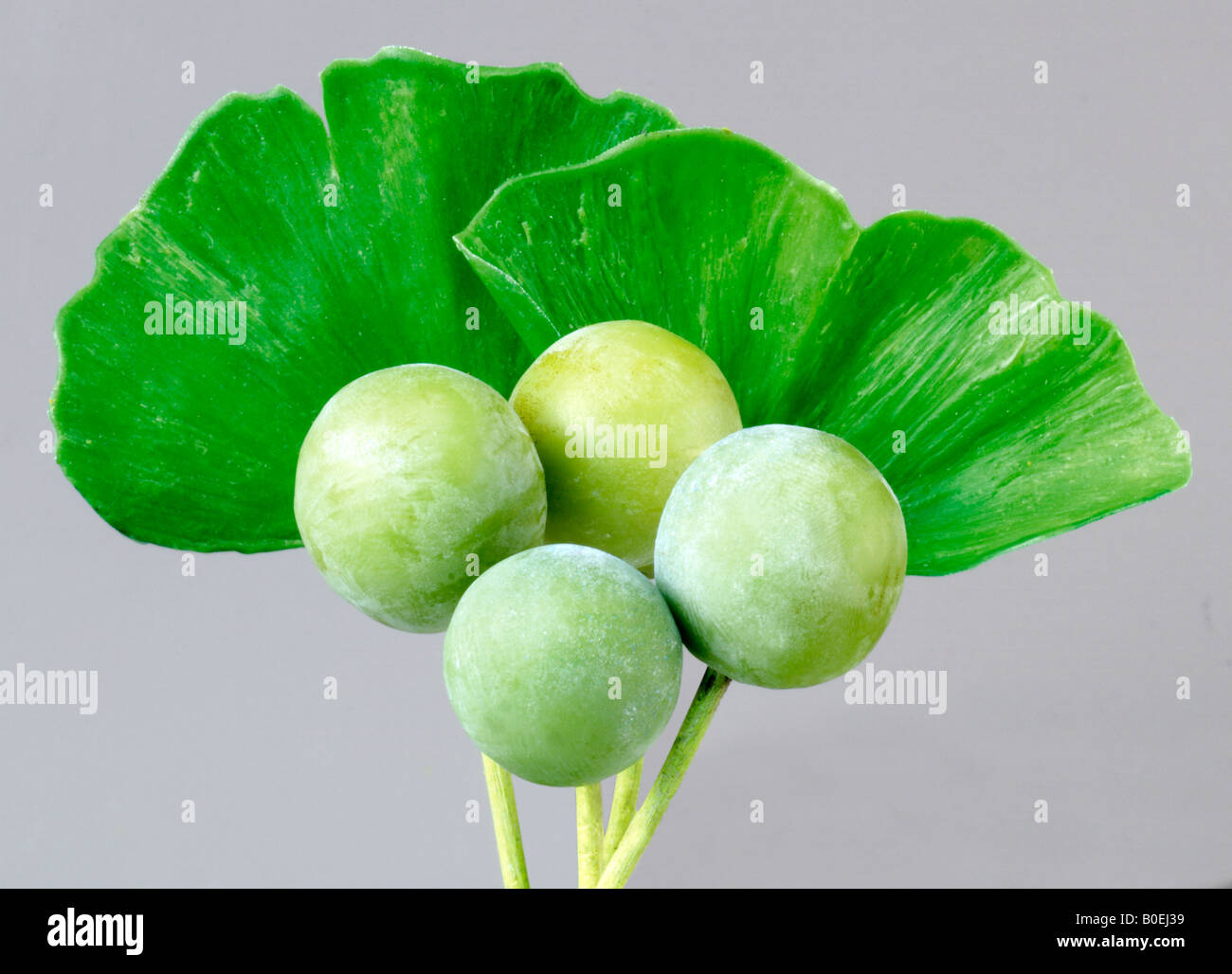 GINKGO BILOBA PLANT WITH LEAVES AND SEEDS Stock Photo