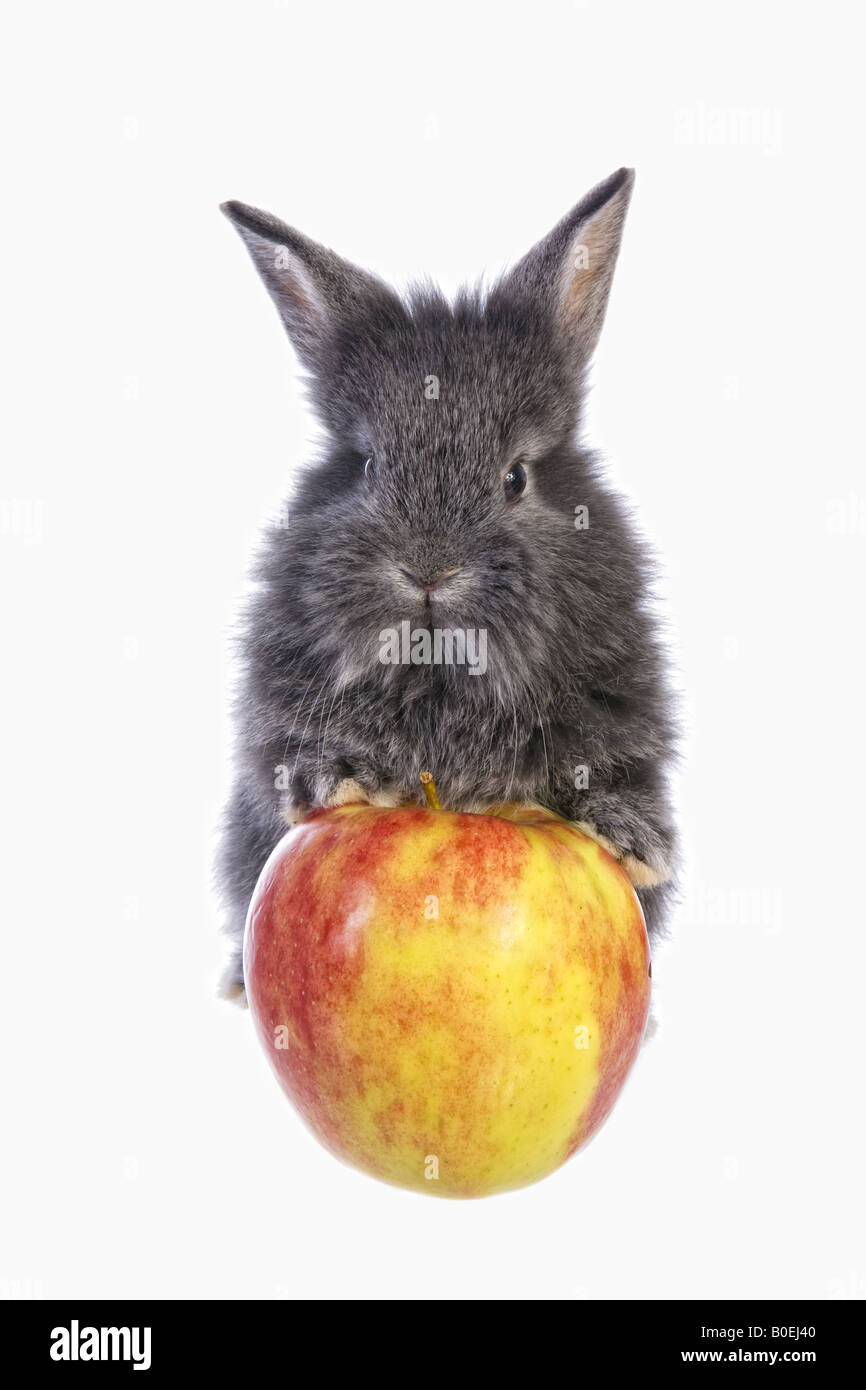 Cute grey baby bunny rabbit with large gold and red apple isolated on white background Stock Photo
