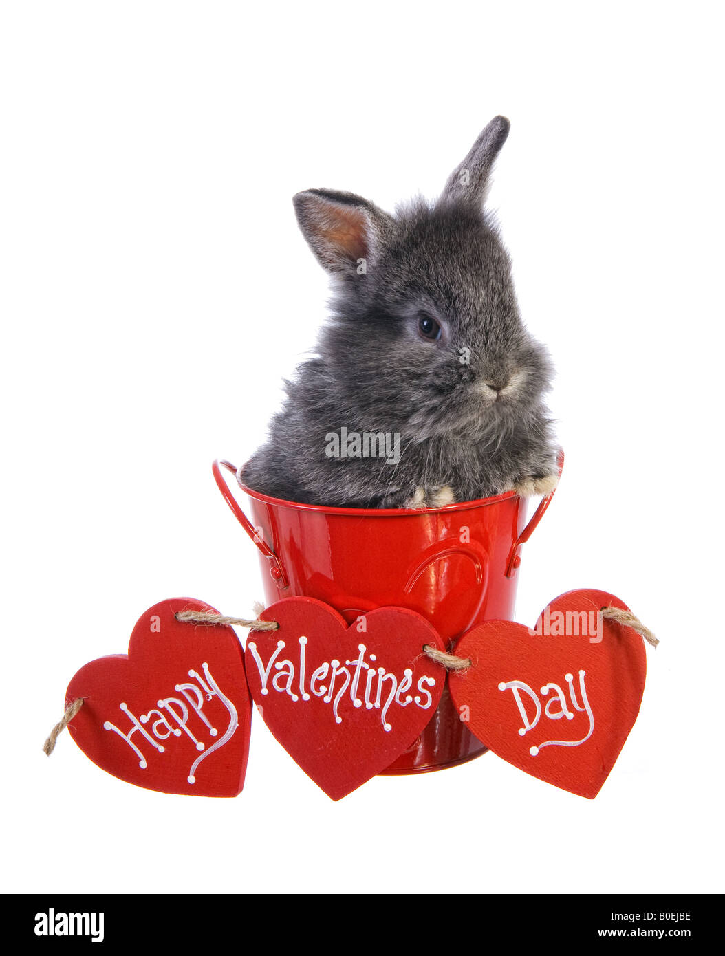 Valentines day bunny rabbit with red heart that says happy valentines Valentines Day bunny rabbit with red heart that says Happy Valentines