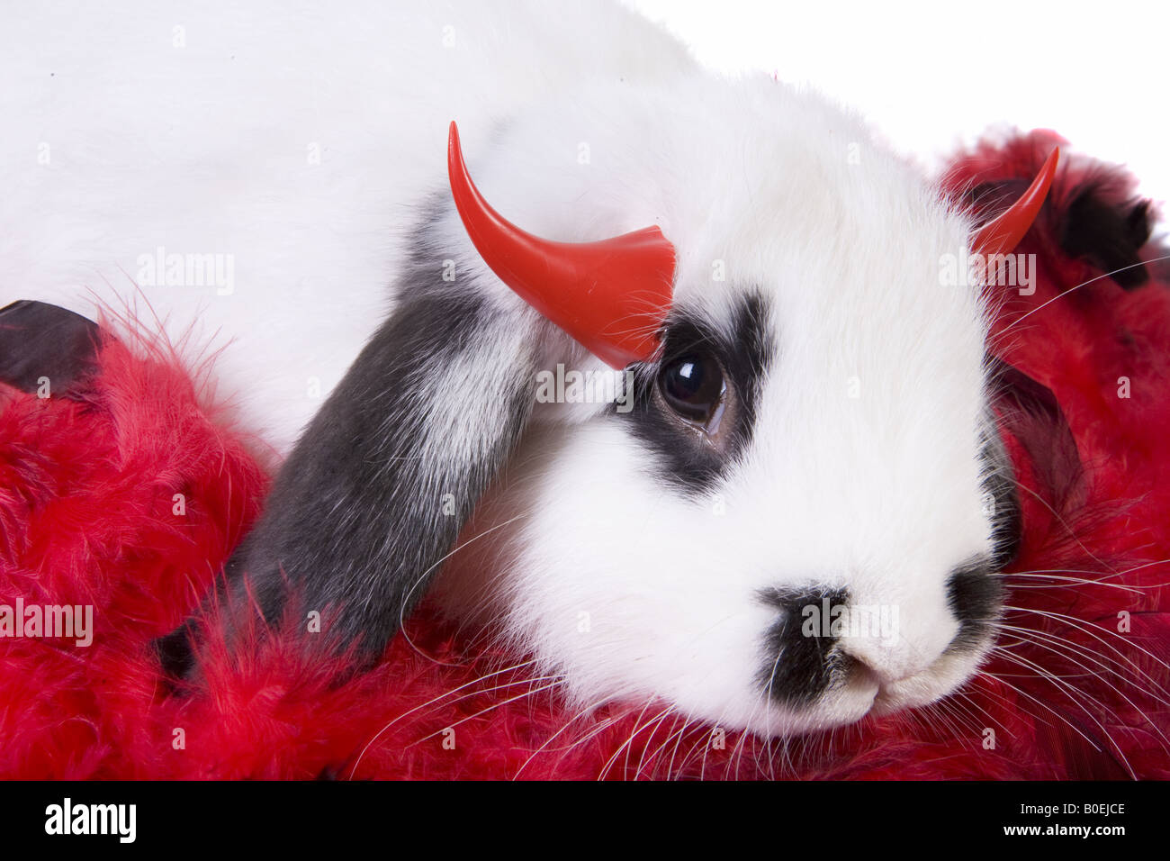 Black and white lop ear bunny dressed as a little devil isolated on white background Stock Photo