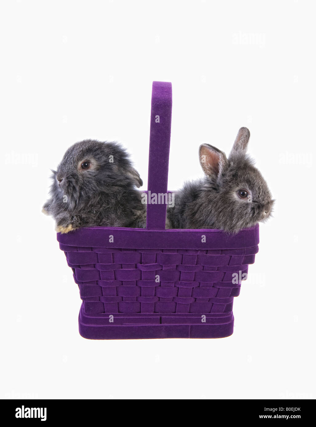 Two cute baby bunny rabbits in purple velvet basket isolated on white background Stock Photo