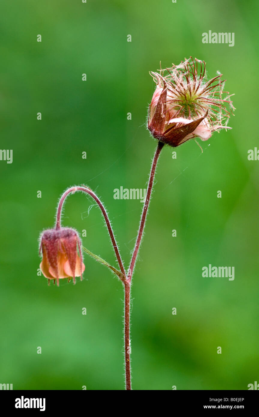 Water avens (Geum rivale Stock Photo - Alamy