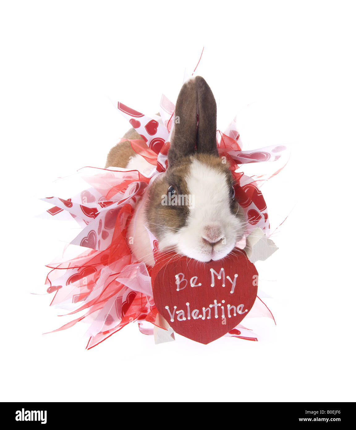 Valentines Day Dutch bunny rabbit with red heart that says Be My Valentine isolated on white background Stock Photo