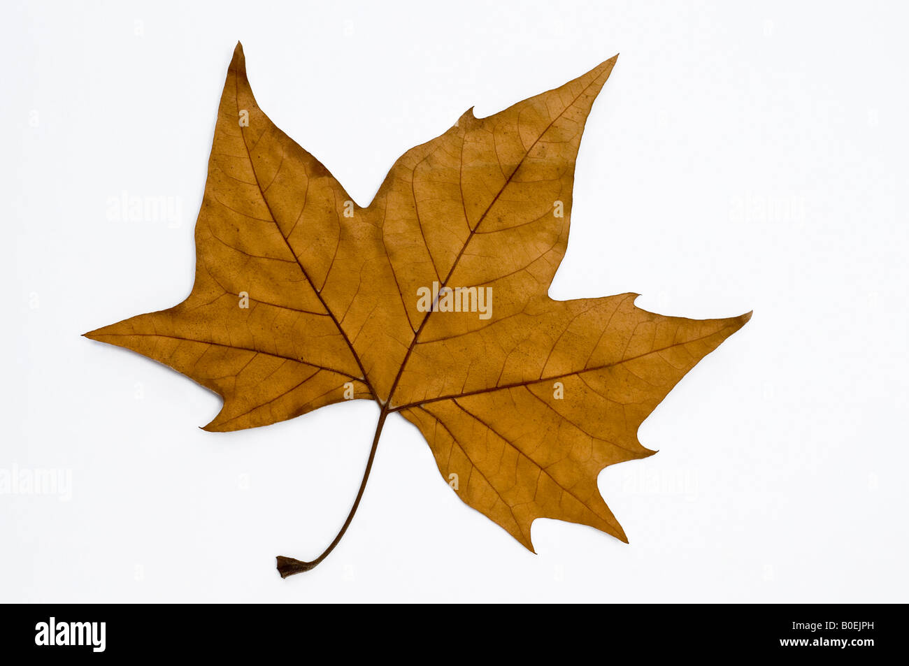 London plane tree leaf hi-res stock photography and images - Alamy