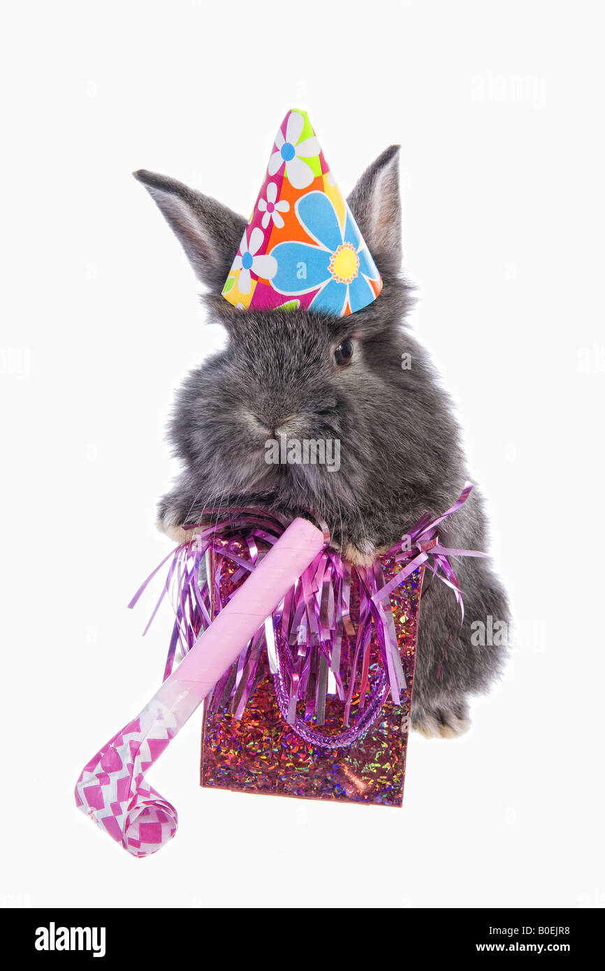 Cute grey bithday party baby bunny rabbit wearing hat with gift and noise maker isolated on white background Stock Photo