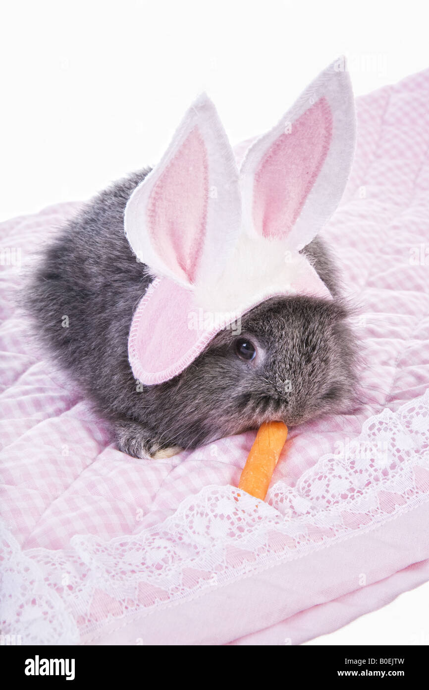 Adorable baby bunny rabbit on pink baby blanket with pacifier isolated ...
