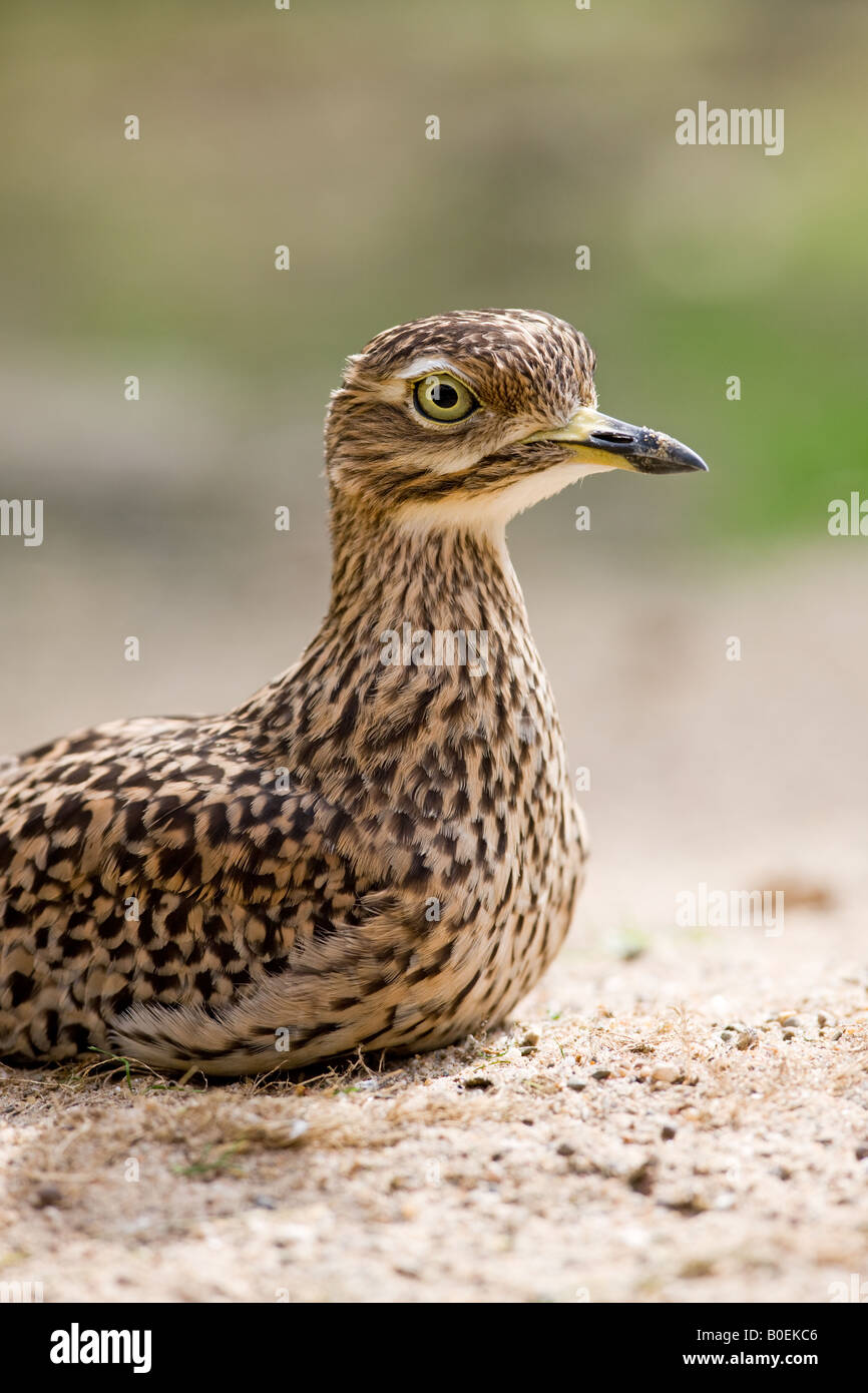 Spotted thick knee or Spotted Dikkop or Cape thick-knee - Burhinus capensis Stock Photo