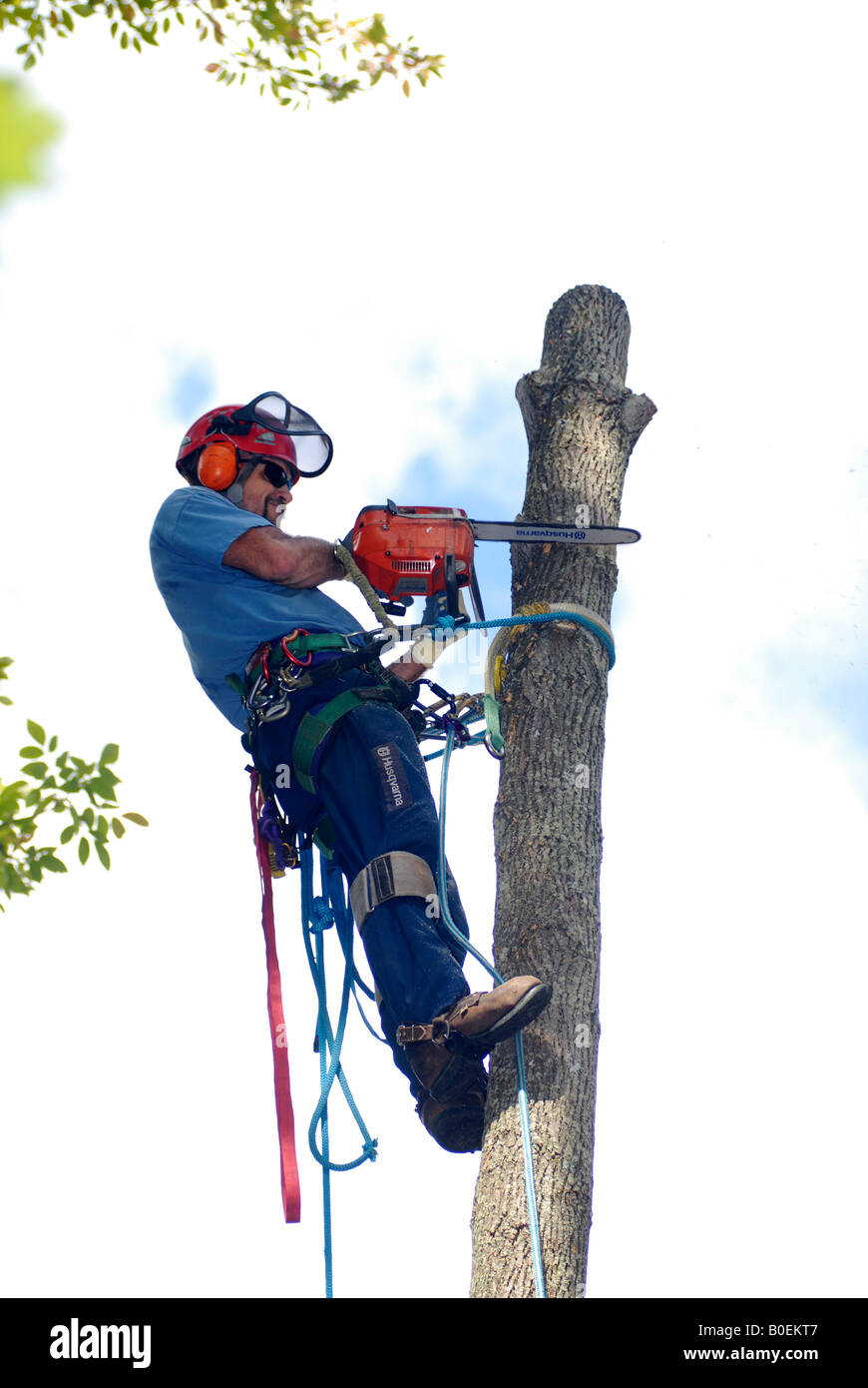 Tree surgeon up in a tree with climbing spikes protective gear ropes