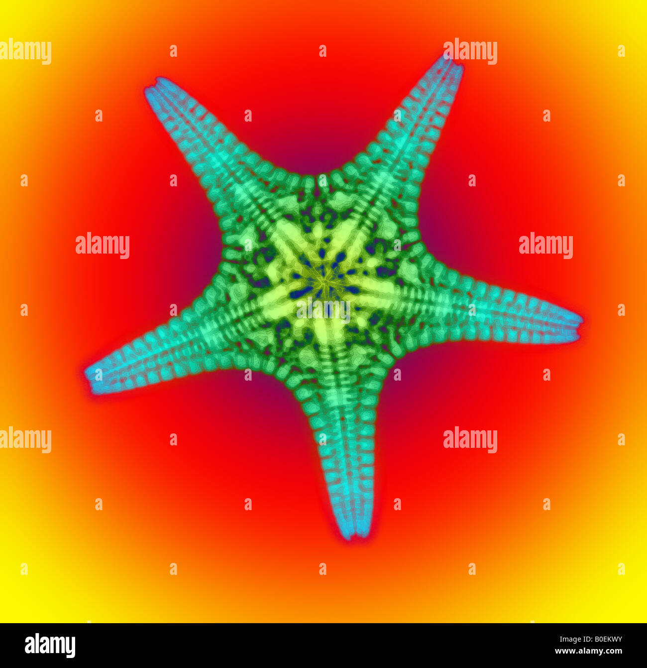 Starfish Ray colorized x ray of a starfish Stock Photo - Alamy