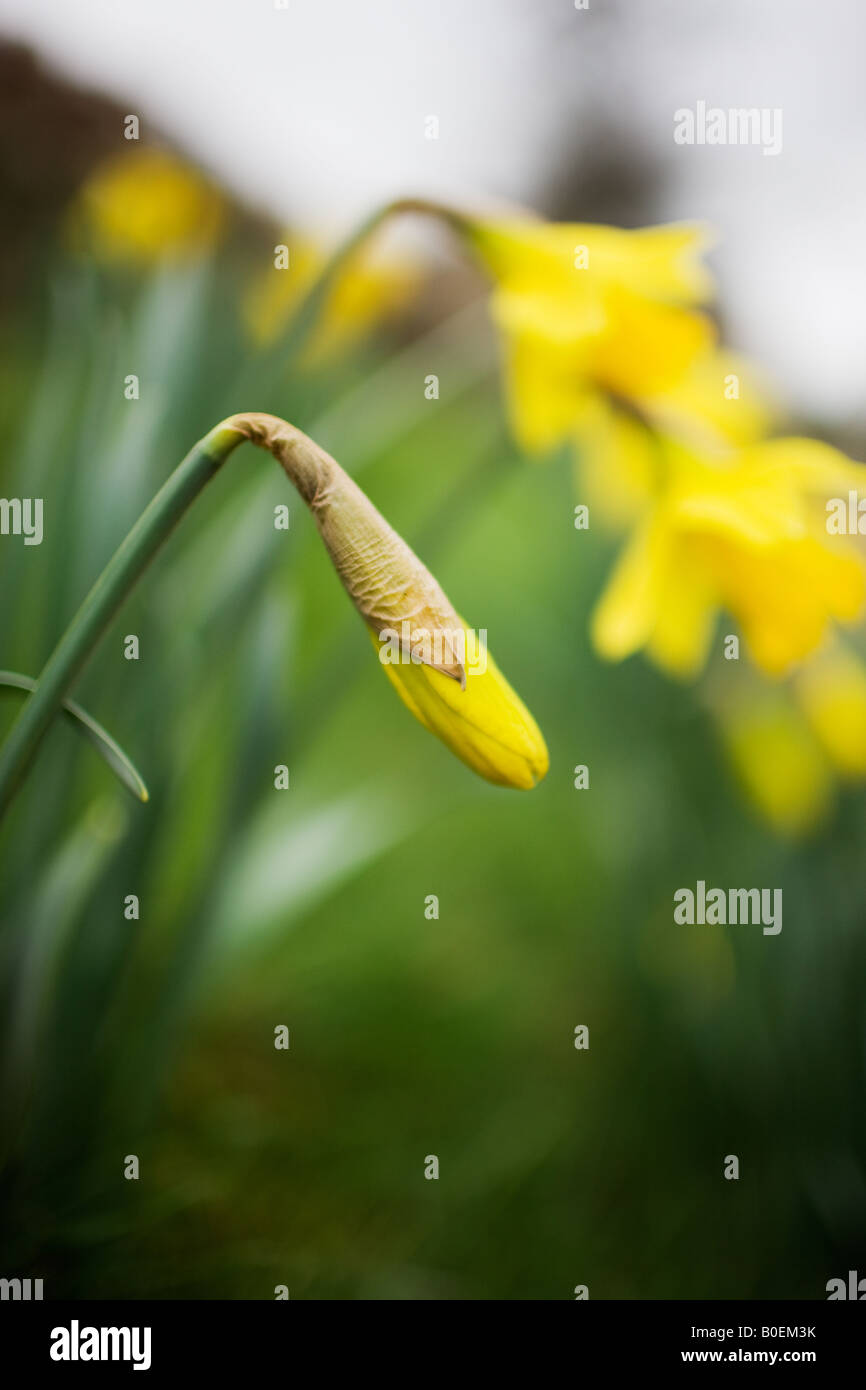 Daffodil Oxfordshire United Kingdom Stock Photo Alamy