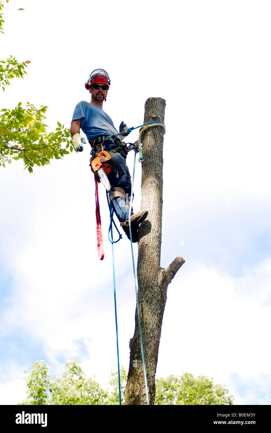 Tree surgeon up in a tree with climbing spikes protective gear ropes and  harnesses and chain saw Stock Photo - Alamy