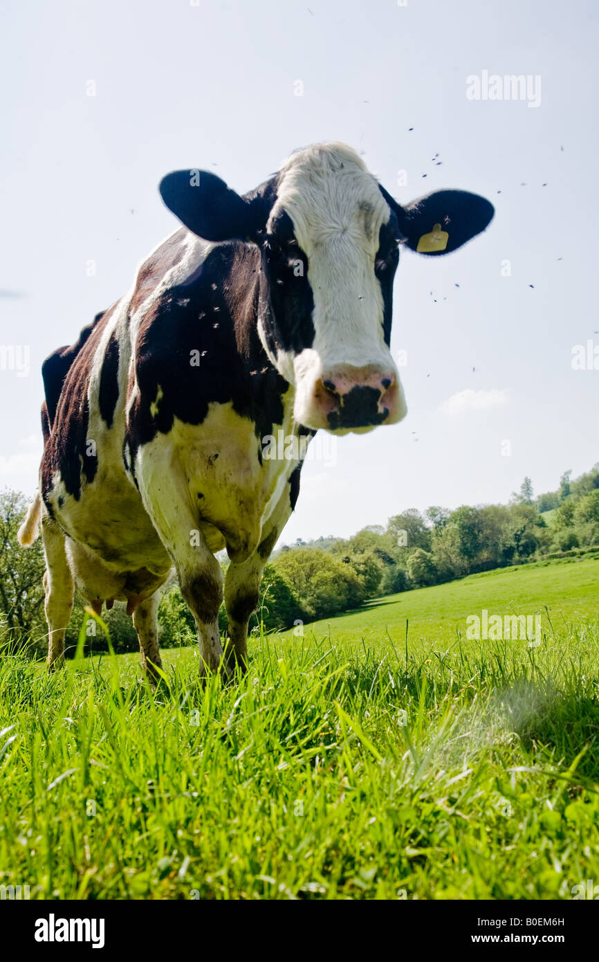 Friesian Cows grazing in a field in Surrey Stock Photo - Alamy