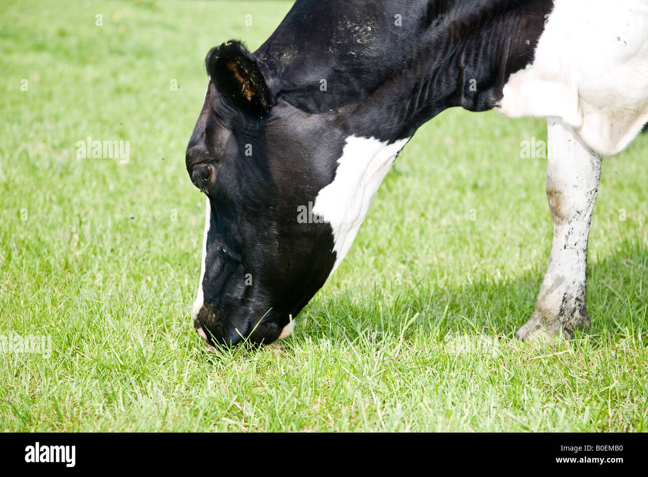 Friesian Cows grazing in a field in Surrey Stock Photo - Alamy