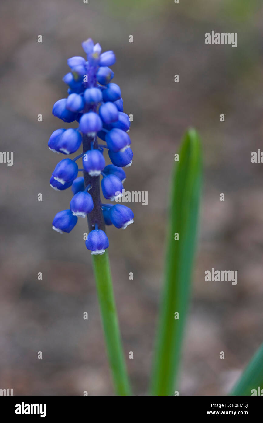 Blue Grape Hyacinth Muscari armeniacum flower on blurry blurred background  front view closeup nobody vertical in Ohio USA US hi-res Stock Photo