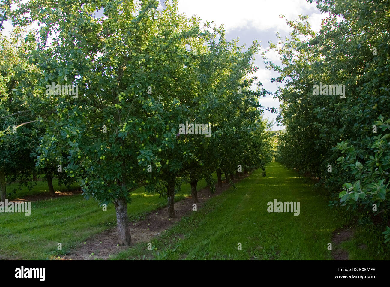 Bramley apple orchard hi-res stock photography and images - Alamy