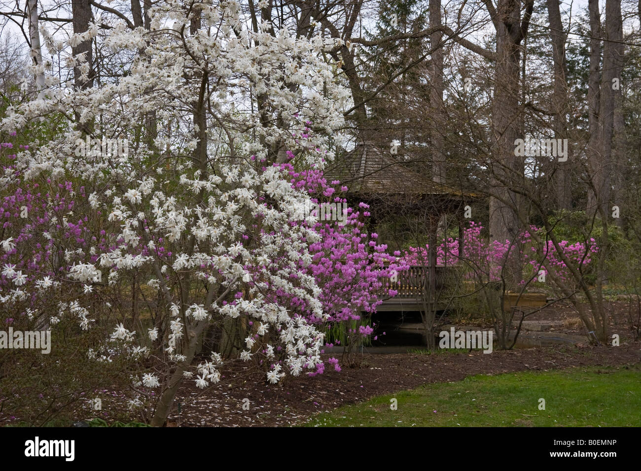 Magnolia tree blooming flowering flowers spring park public garden  nobody in Ohio USA backgrounds background Spring arrived finally here hi-res Stock Photo