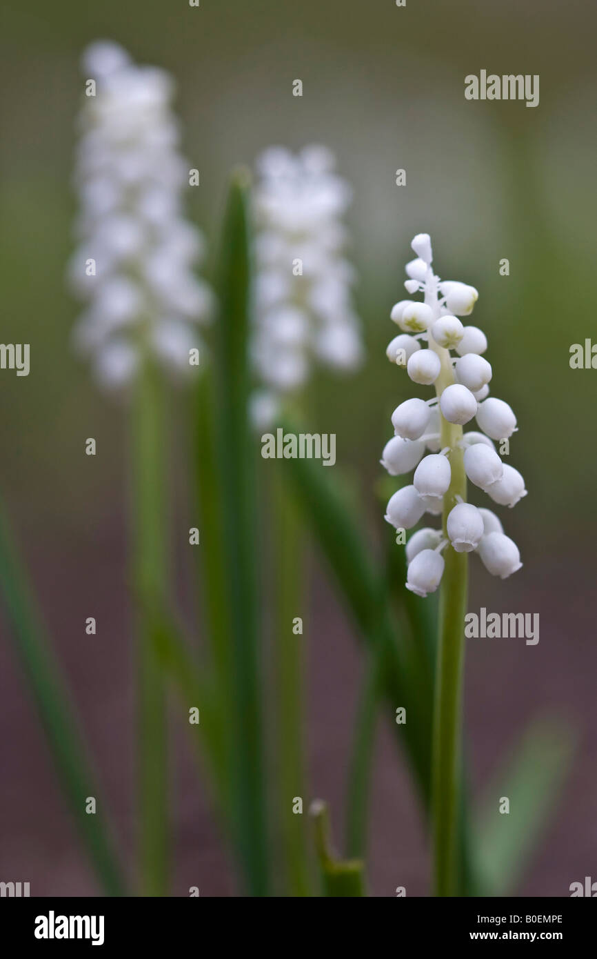 White Grape Hyacinth Muscari armeniacum flowers on blurry blurred background front view closeup nobody vertical in Ohio USA US hi-res Stock Photo