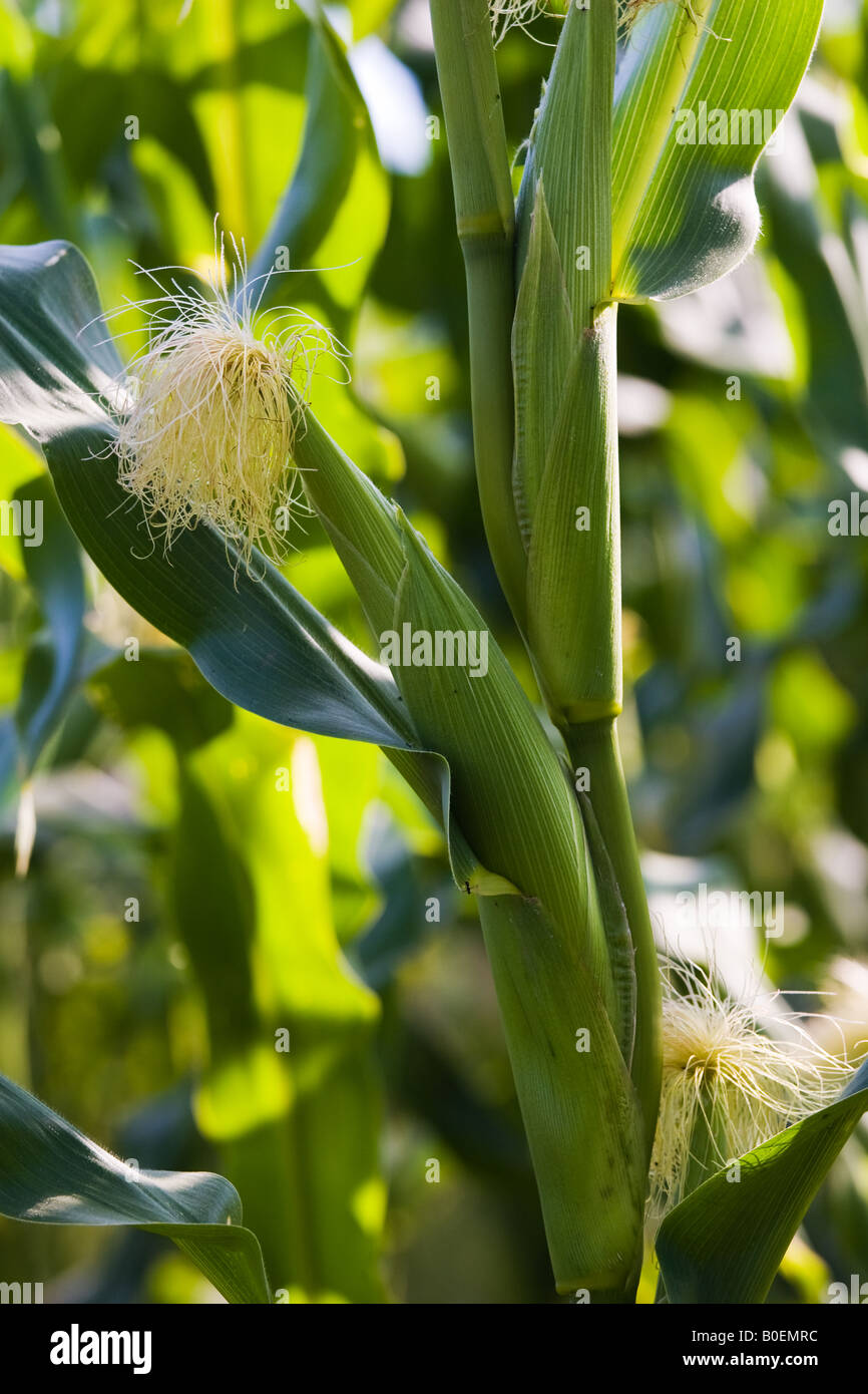 Maize crop in Foy Herefordshire England United Kingdom Stock Photo