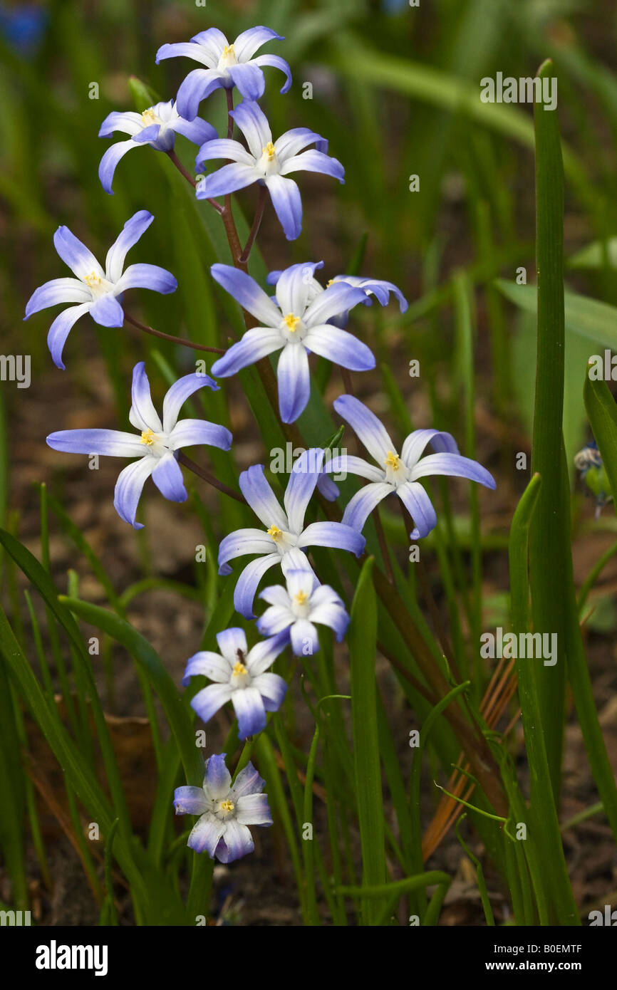 Blue Chionodoxa luciliae Glory of the snow blooming flowers nobody from ...