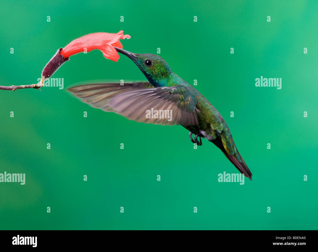 Green breasted Mango Hummingbird Male Stock Photo