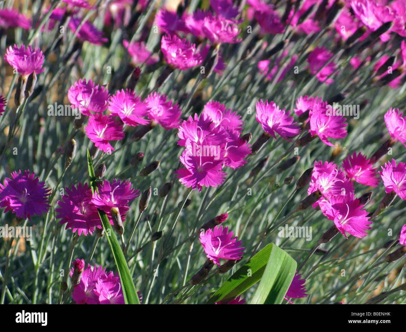 Horizontal view purple wildflowers hi-res stock photography and images ...