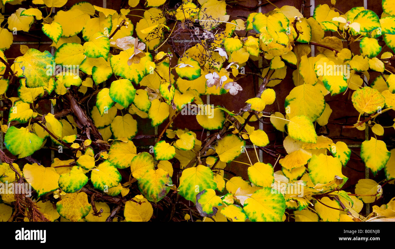 Leaves of trees in autumn hi-res stock photography and images - Alamy