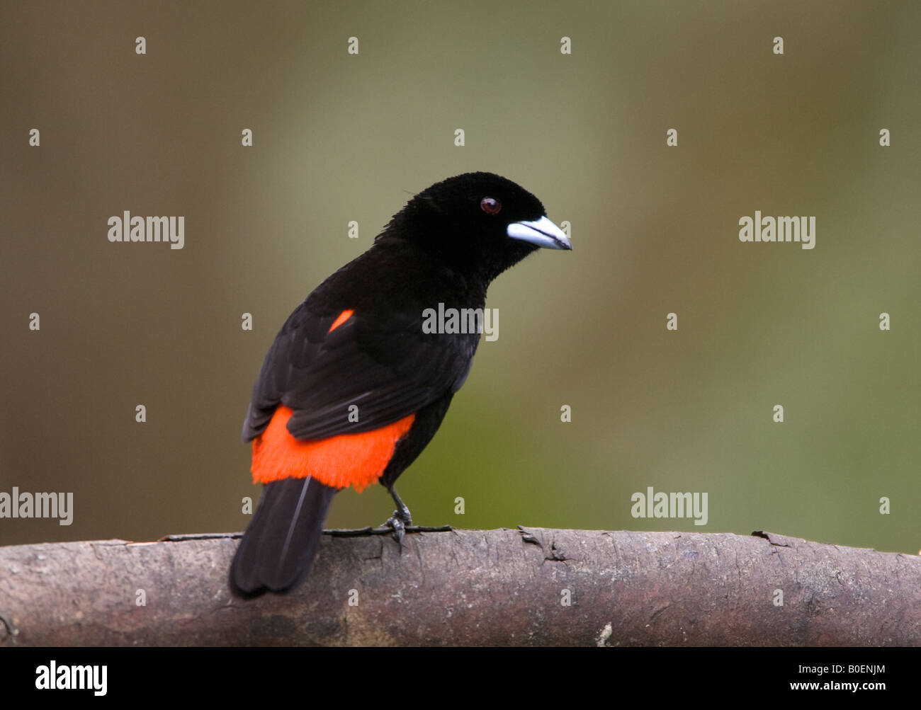 Scarlet rumped Tanager Male perched Stock Photo - Alamy