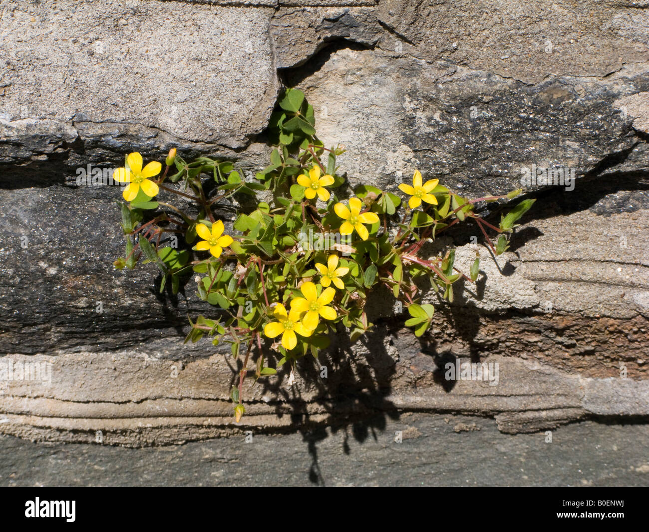 Wild flowers growing in the shone wall, Washington DC, USA