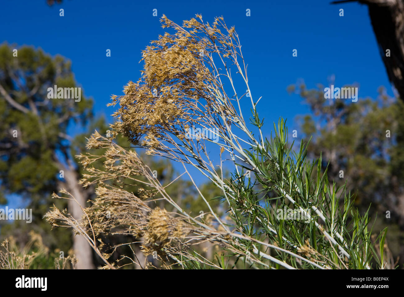 Chrysothamnus nauseosus also known as gray rabbitbrush rubber rabbitbrush or Chamisa a shrub that grows in Western N America Stock Photo