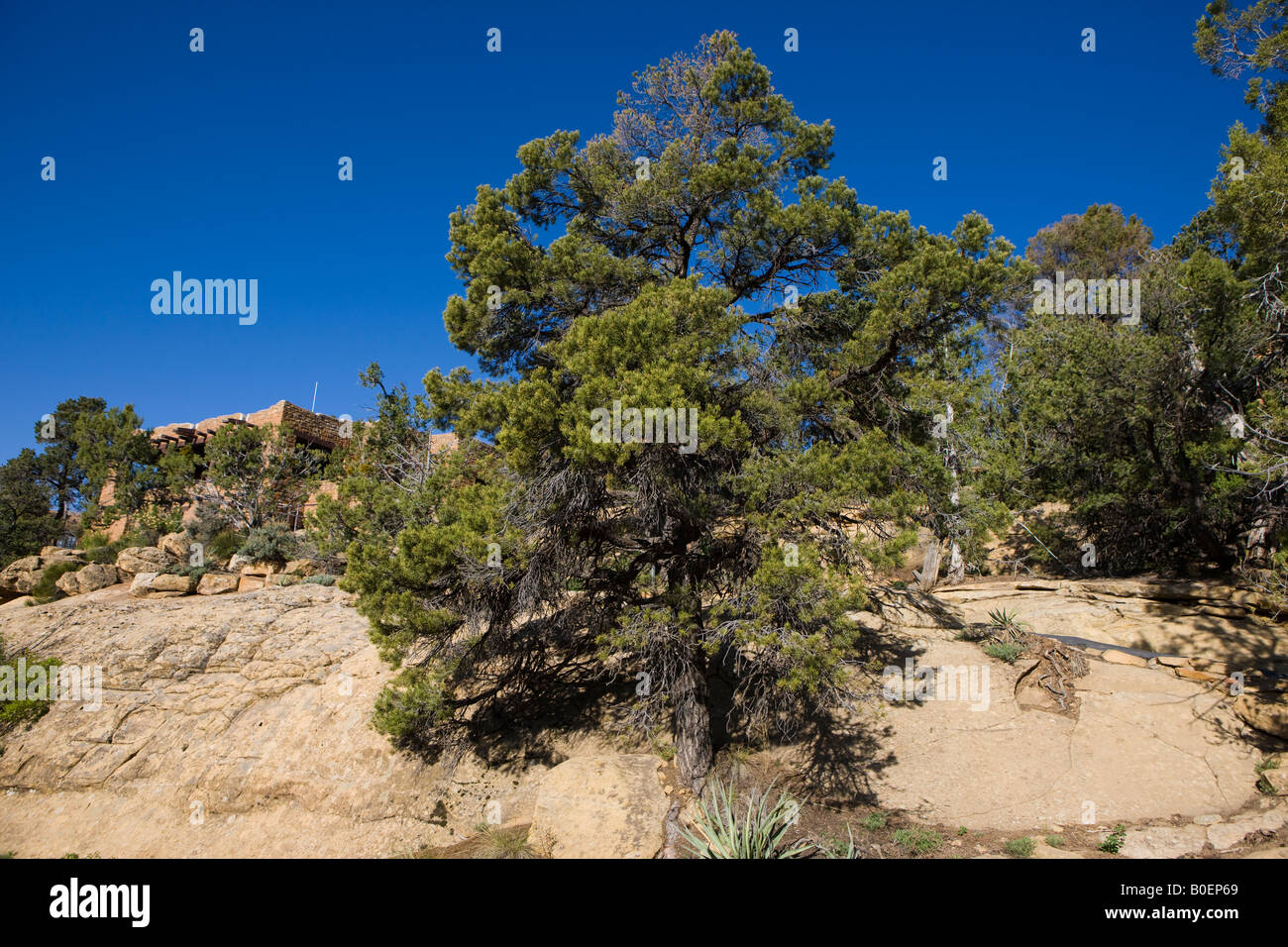Two needle pinyon pine tree Pinus edulis Mesa Verde National Park near Cortez Colorado Stock Photo