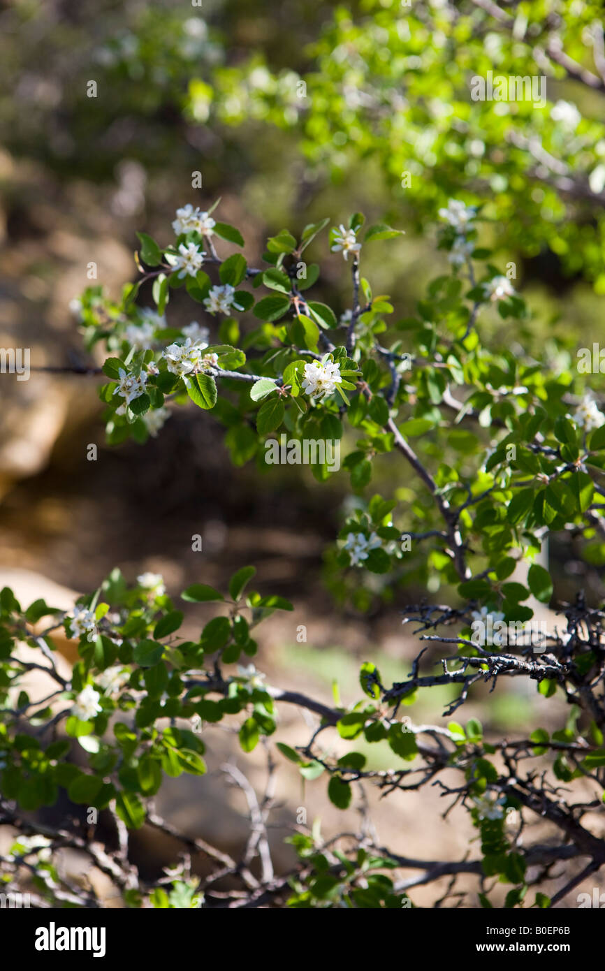 Utah serviceberry Amelanchier utahensis with white flowers and green leaves Mesa Verde National Park near Cortez Colorado Stock Photo