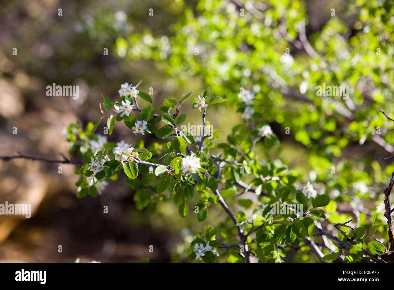 Utah serviceberry Amelanchier utahensis with white flowers and green leaves Mesa Verde National Park near Cortez Colorado Stock Photo
