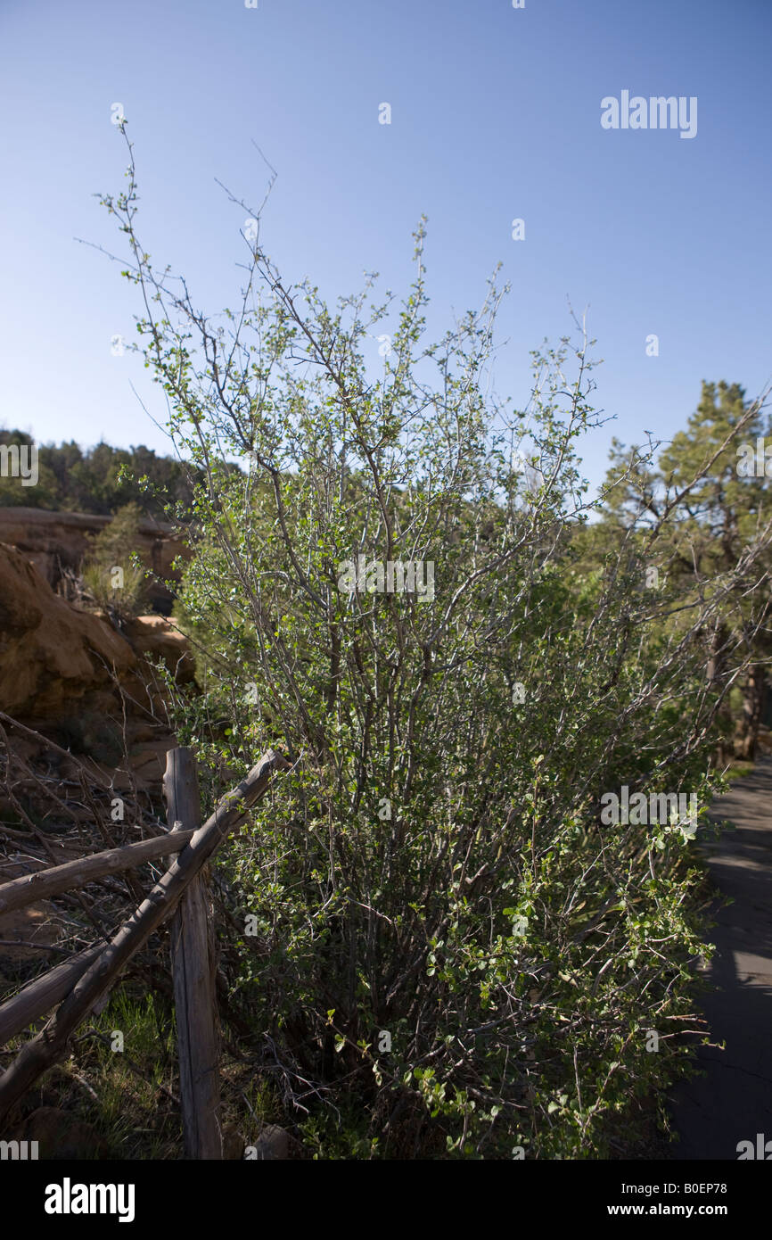 Mountain mahogany Cercocarpus montanus Mesa Verde National Park near Cortez Colorado Stock Photo