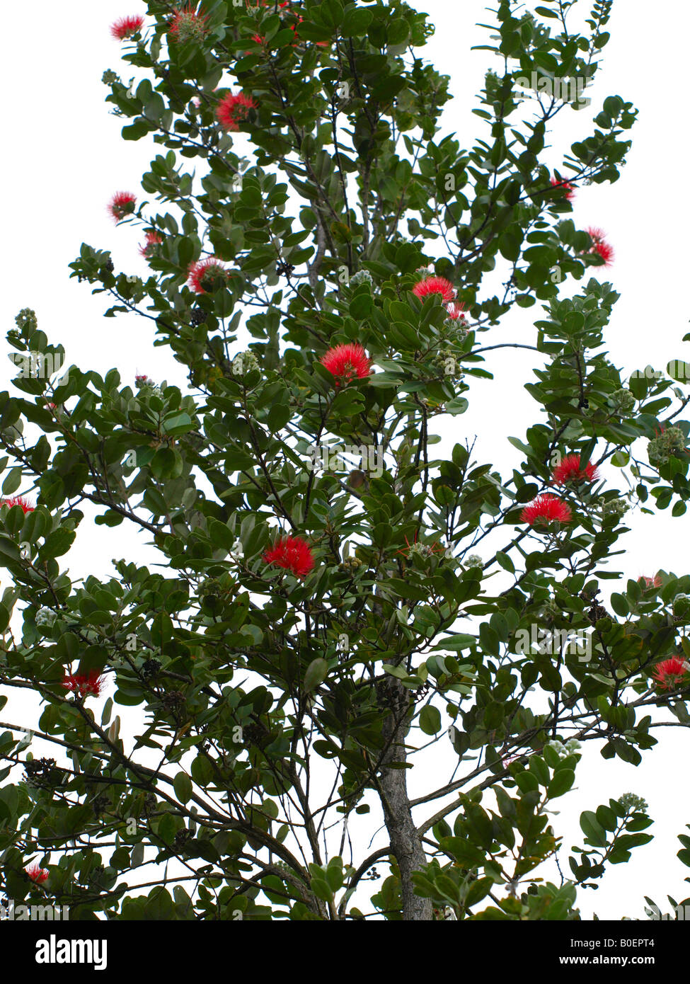 Lewa Tree Lehua tree hi-res stock photography and images - Alamy