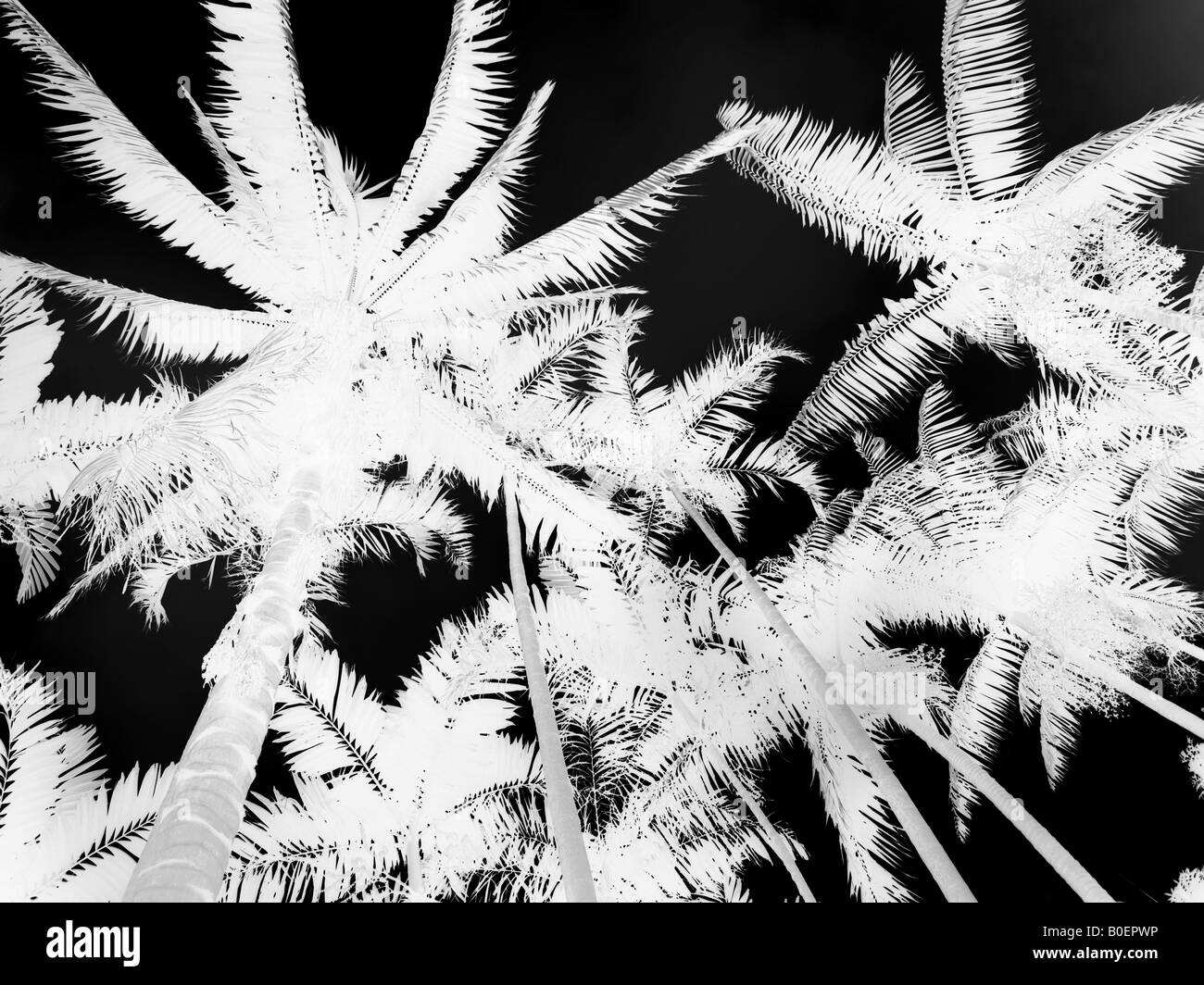 The palm tree hires stock photography and images Alamy