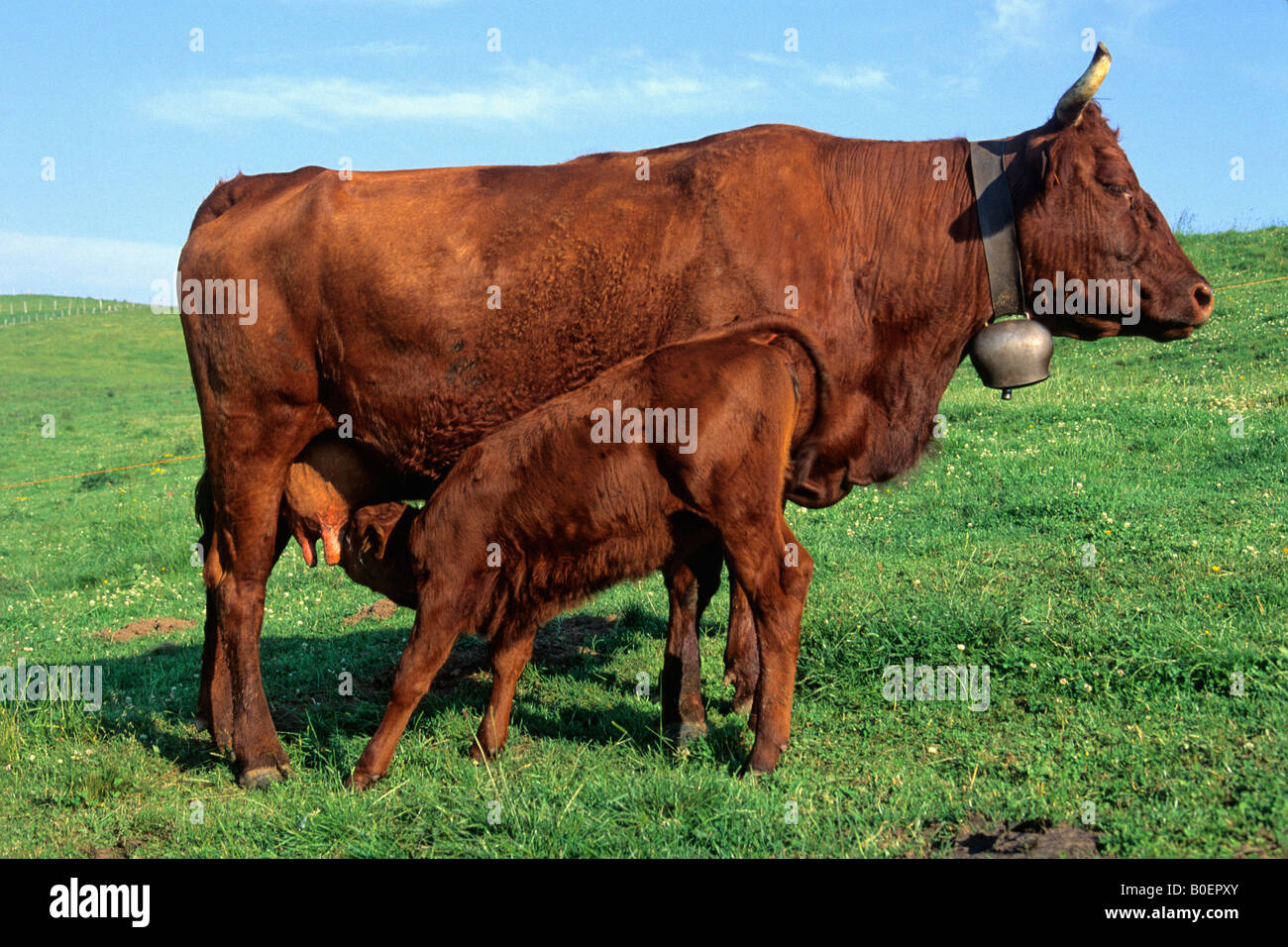 Calf sucking under her mother, Salers breed. Auvergne. France. Stock Photo