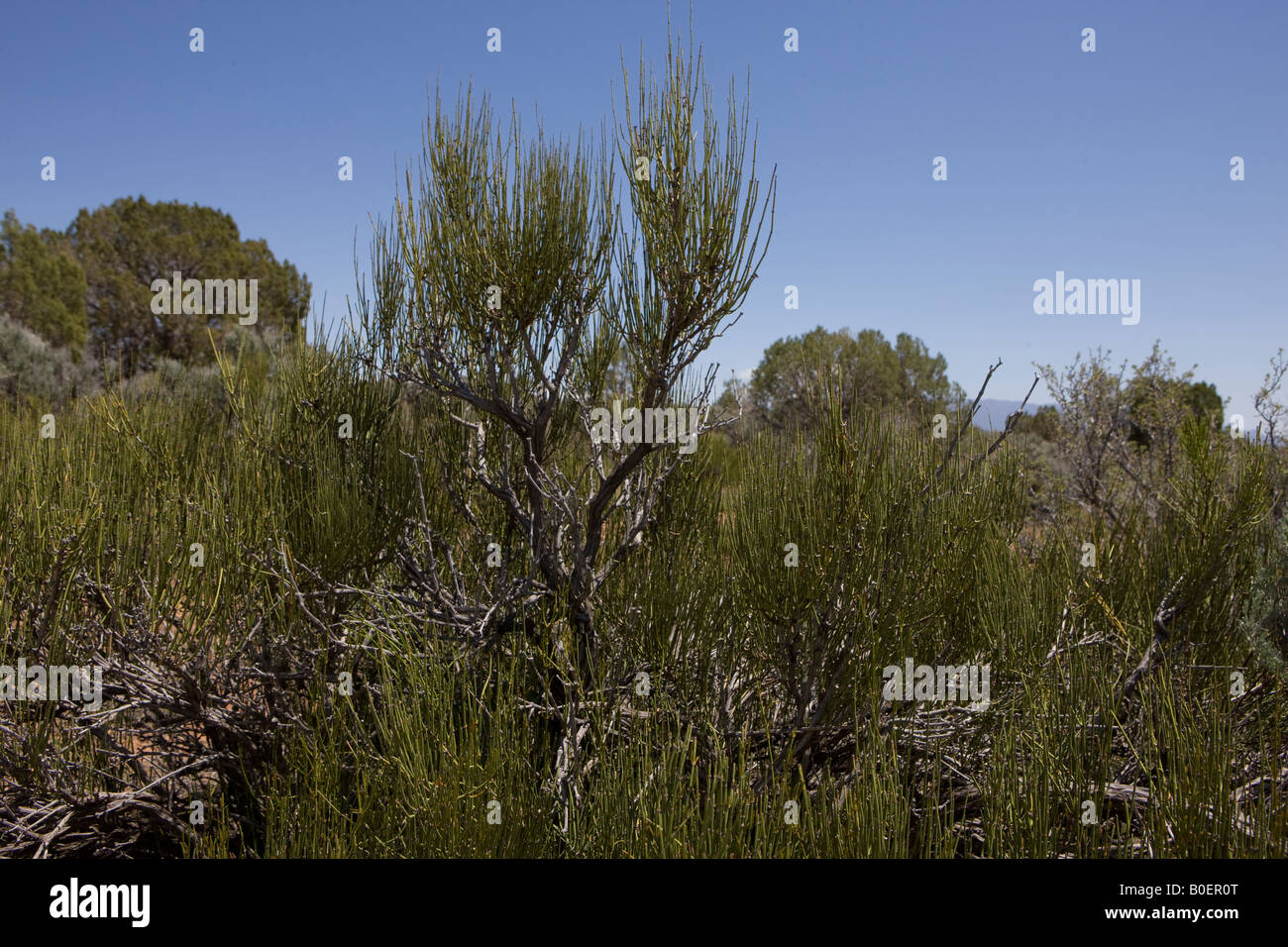 Mormon tea Ephedra viridis Hovenweep National Monument Colorado and Utah Stock Photo