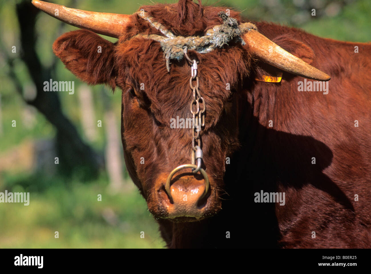 Bull salers. French race Stock Photo - Alamy