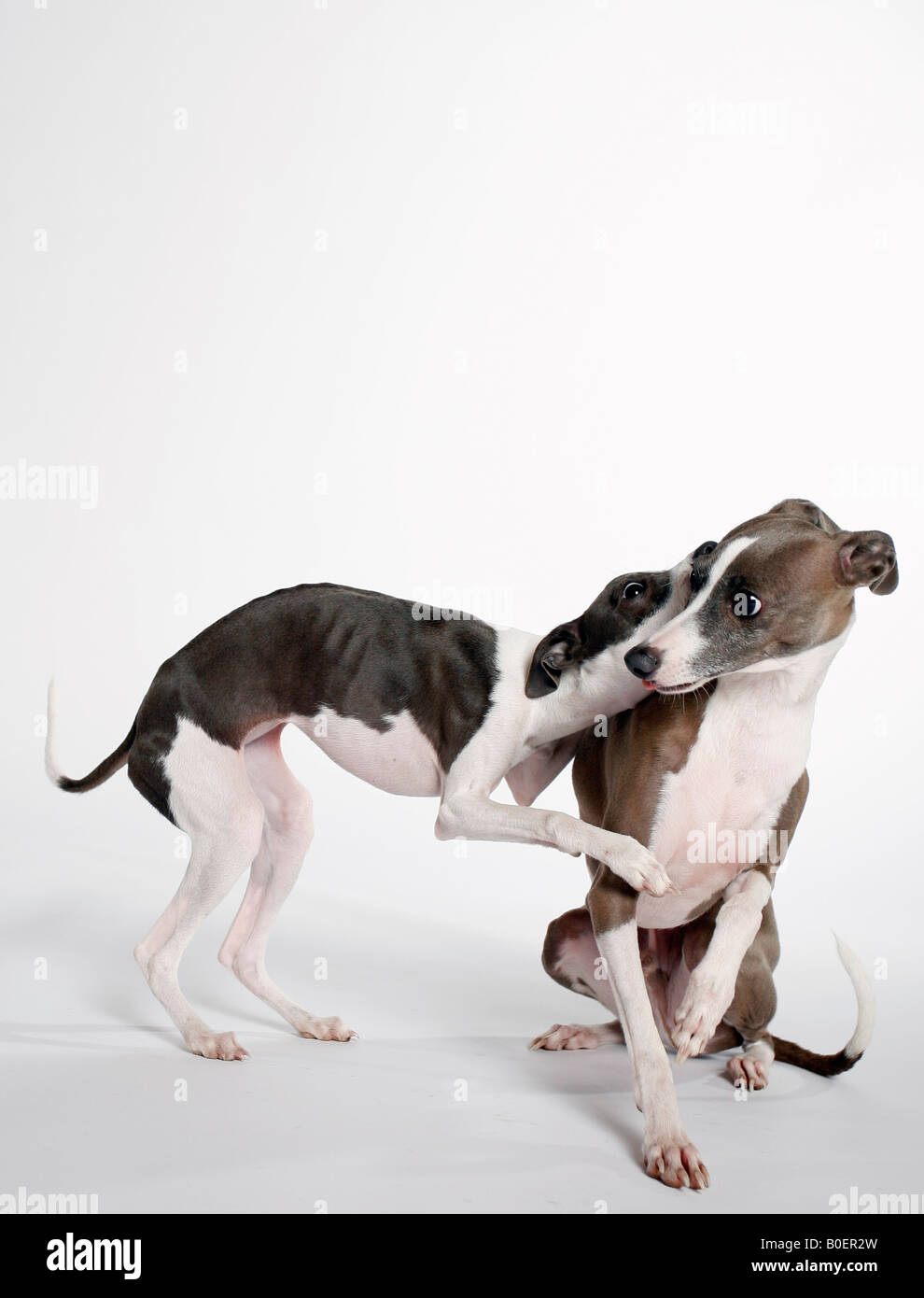 Color photo of two Italian greyhounds playing together Stock Photo Alamy