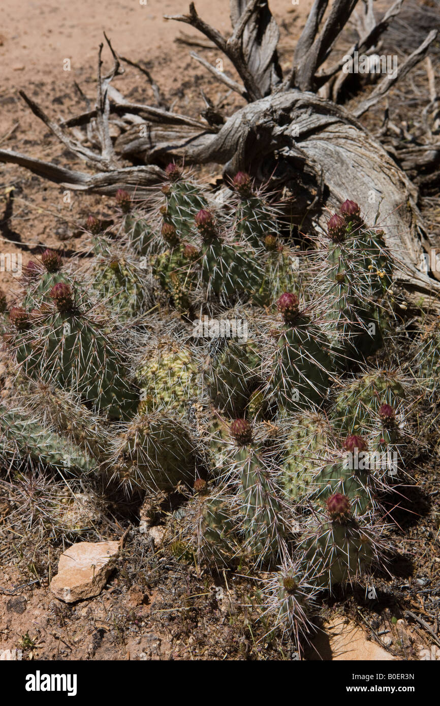 Common pricklypear cactus Opuntia erinacea Opuntia erinaceae Hovenweep National Monument Colorado and Utah Stock Photo