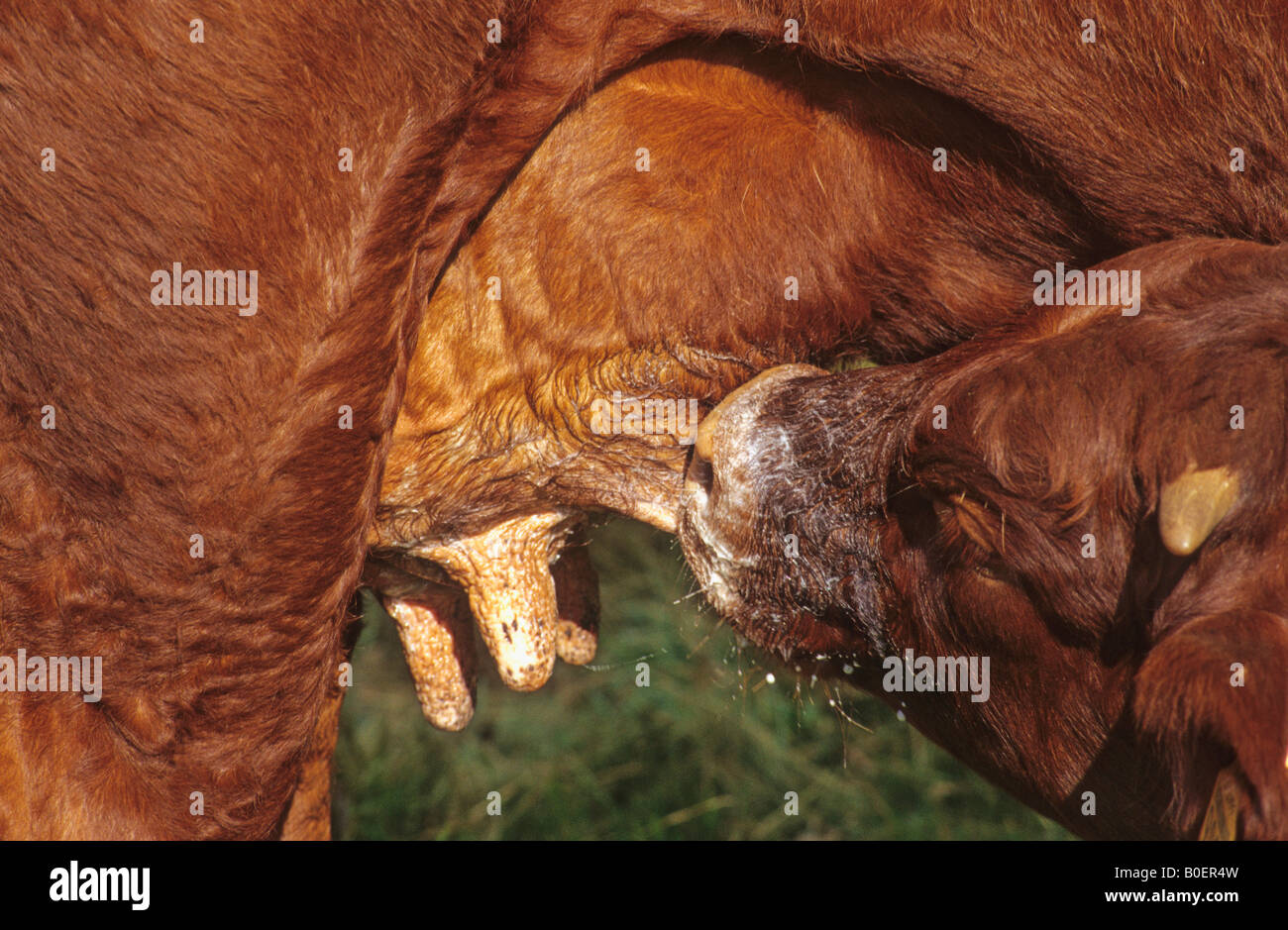Calf sucking her mother Stock Photo