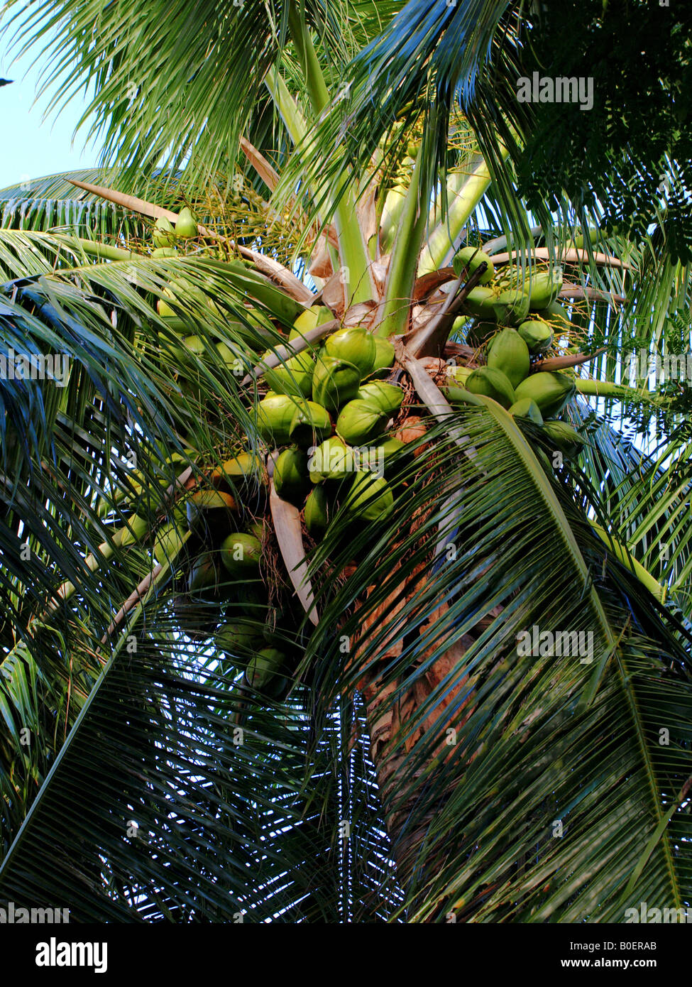 green coconut fruit on coconut tree Stock Photo - Alamy